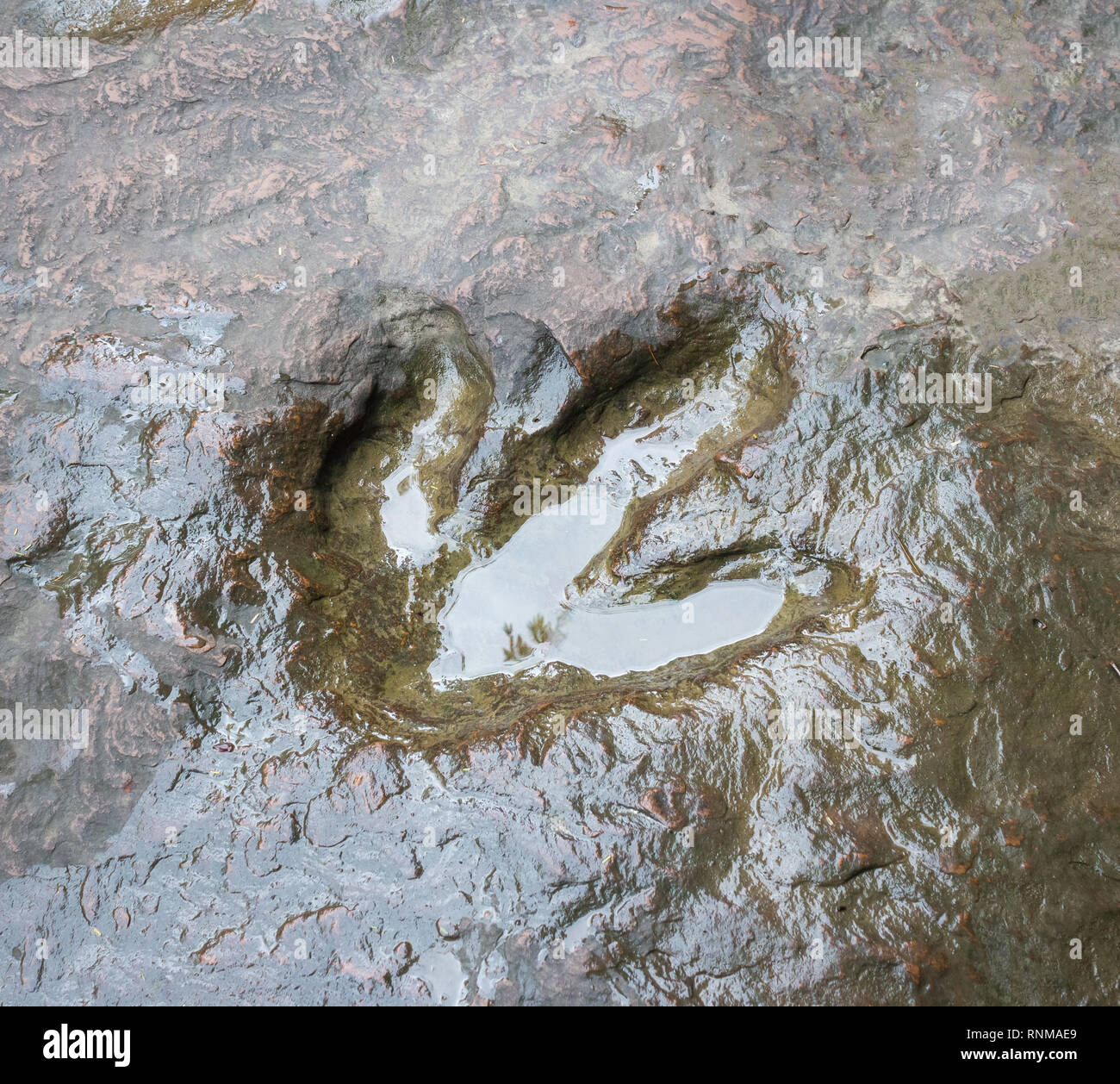 Echten dinosaur Footprint, Thailand. Stockfoto Echten dinosaur Footprint, Thailand. Stockfoto
