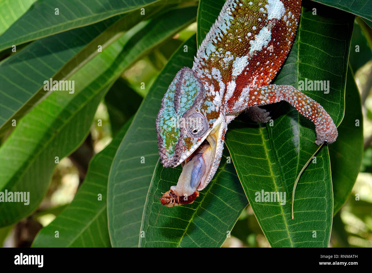 Panther chameleon (männlich) - Furcifer pardalis Stockfoto