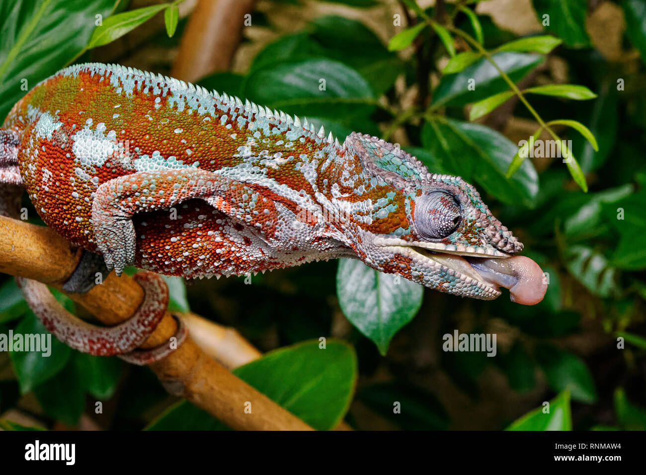 Panther chameleon (männlich) - Furcifer pardalis Stockfoto