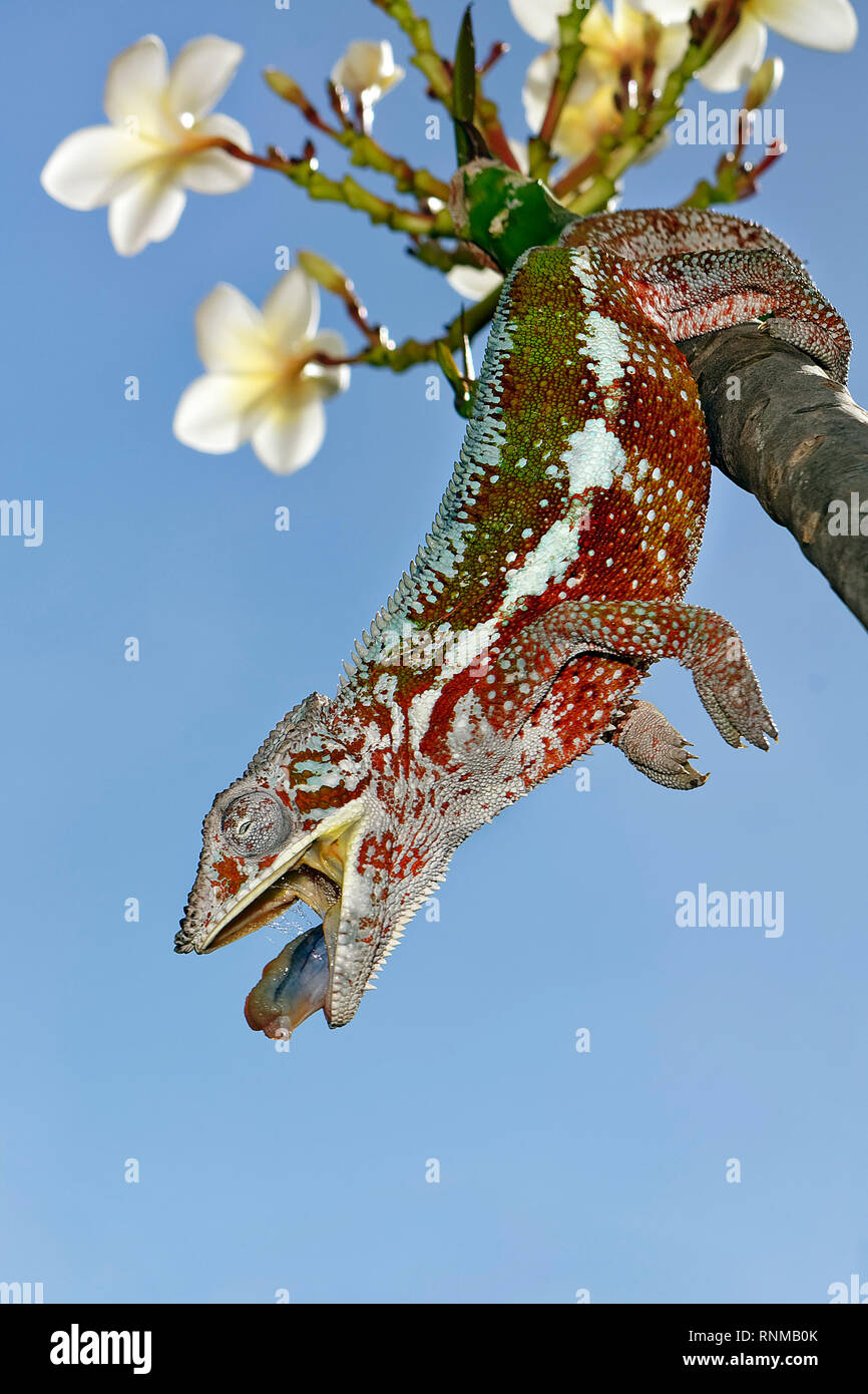 Panther chameleon (männlich) - Furcifer pardalis Stockfoto