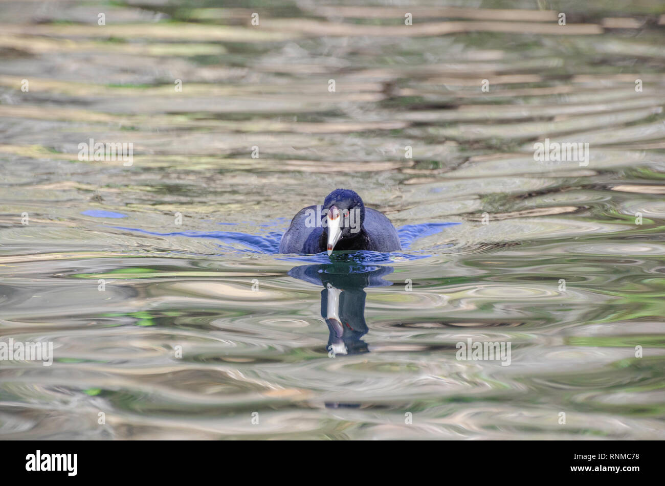 Amerikanische Blässhuhn (Fulica americana), Franklin Canyon, Los Angeles, CA, USA. Stockfoto