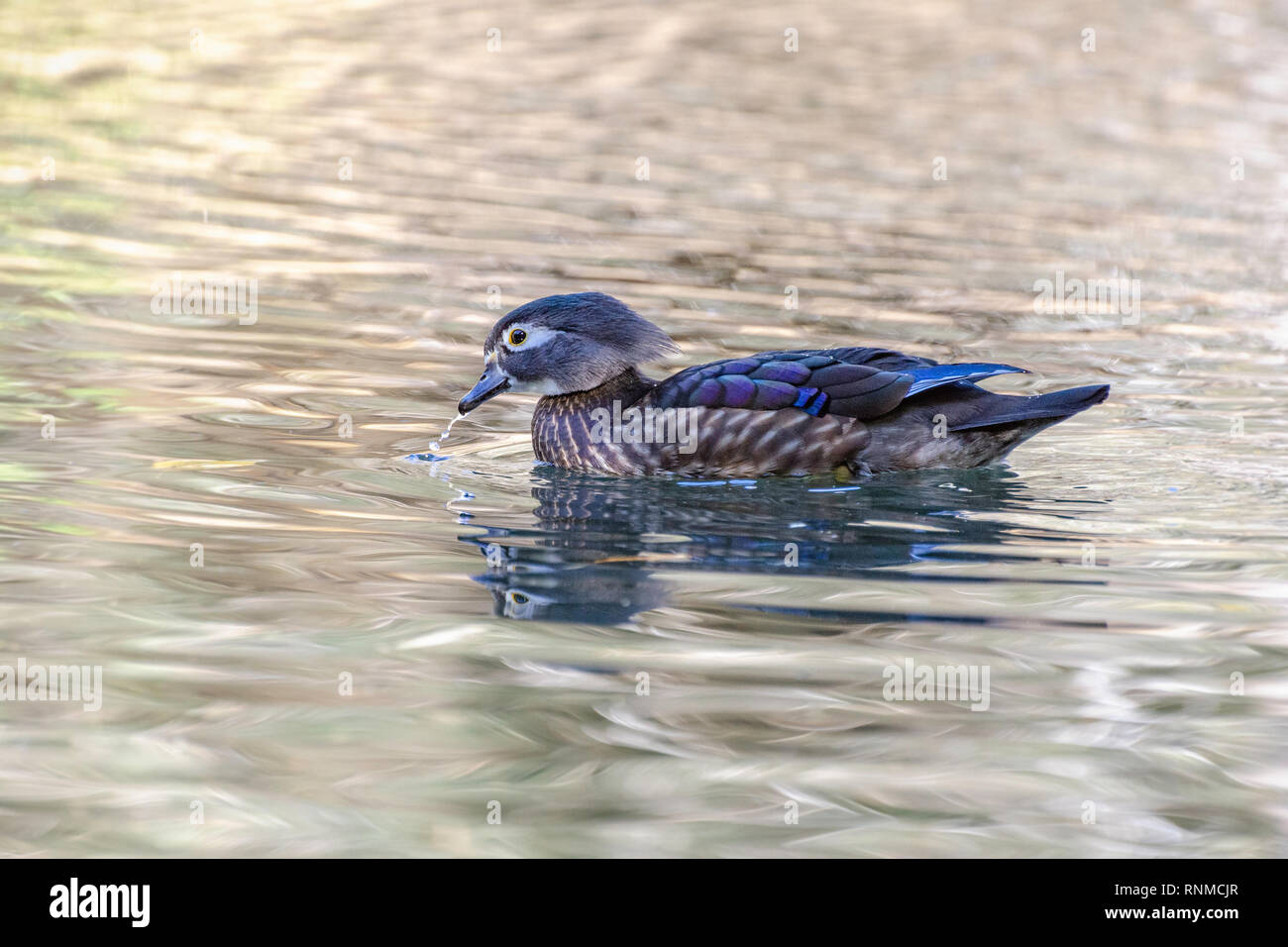 Eine weibliche Holz Ente (Aix sponsa) schwimmt in einem Teich, Franklin Canyon, Los Angeles, CA. Stockfoto