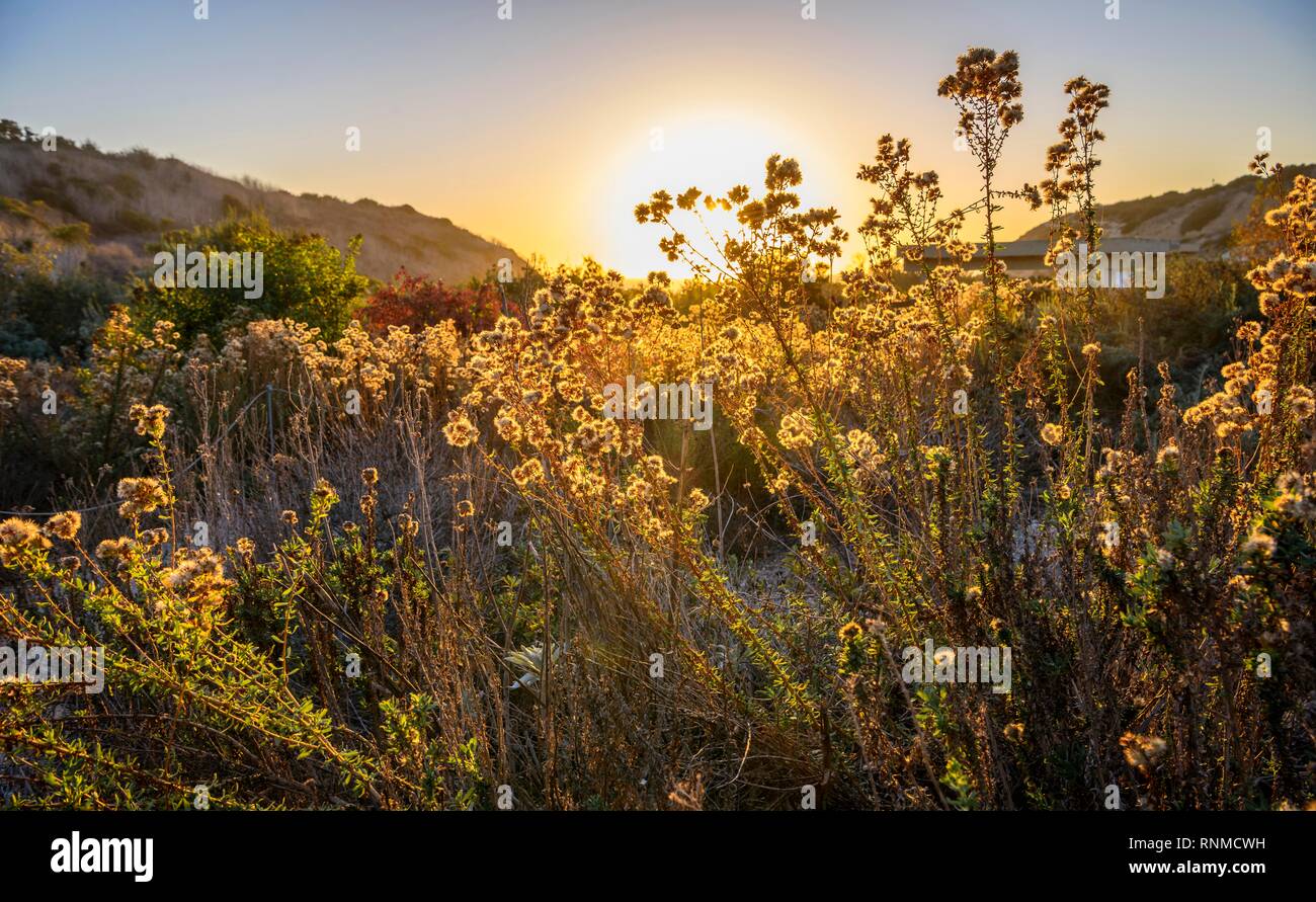 Blühende Pflanzen und Gräser im Gegenlicht, Sonnenuntergang, Crystal Cove State Park, Orange County, Kalifornien, USA Stockfoto