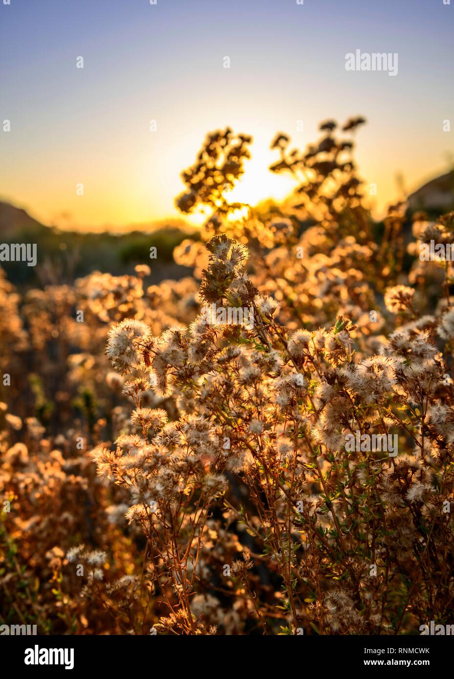 Blühende Pflanzen und Gräser im Gegenlicht, Sonnenuntergang, Crystal Cove State Park, Orange County, Kalifornien, USA Stockfoto