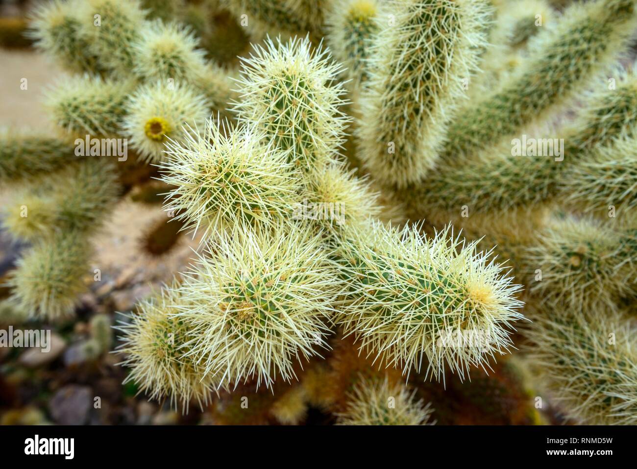 Stachelige Teddy cholla (Cylindropuntia Bigelovii), Cholla Cactus Garden Trail, Joshua Tree National Park, Wüste Center Stockfoto