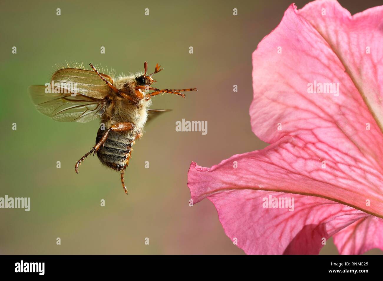 Europäische Juni Käfer (Amphimallon solstitiale) im Flug auf einer der Blumen einer Aktie stieg (Alcea rosea), Deutschland, Europa Stockfoto