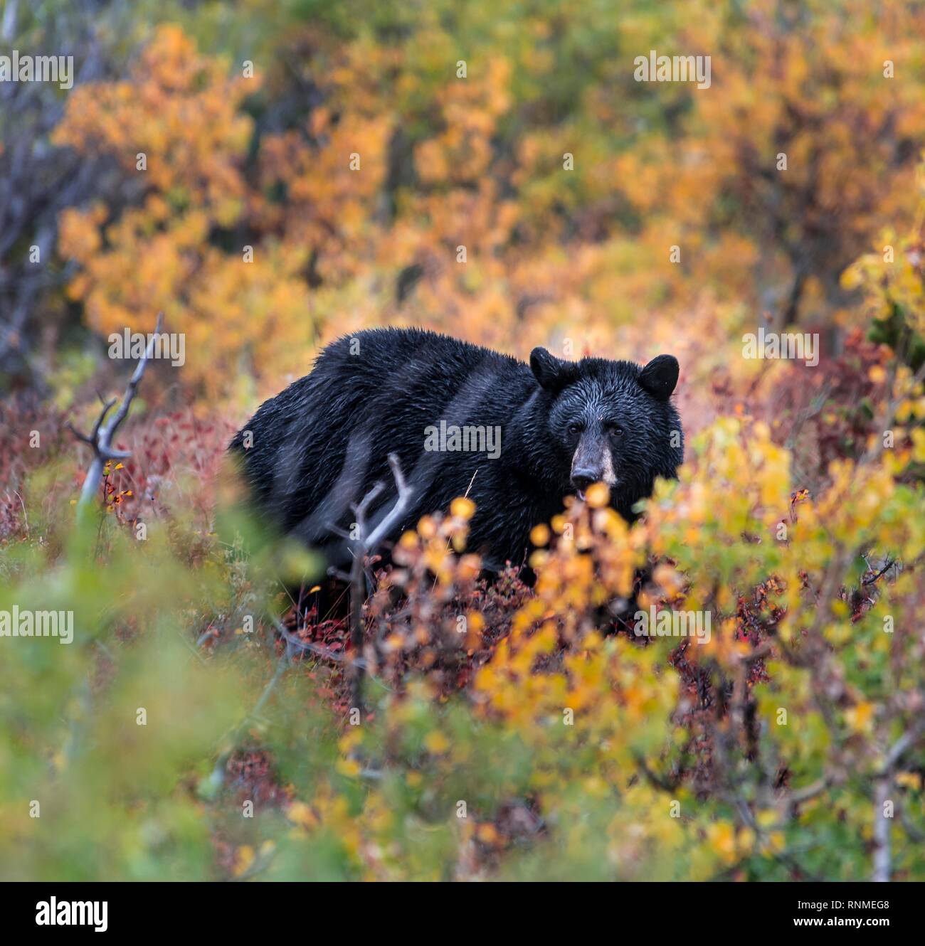 Amerikanischer Schwarzbär (Ursus americanus) in eine herbstliche Busch, Glacier National Park, Montana, USA, Nordamerika Stockfoto