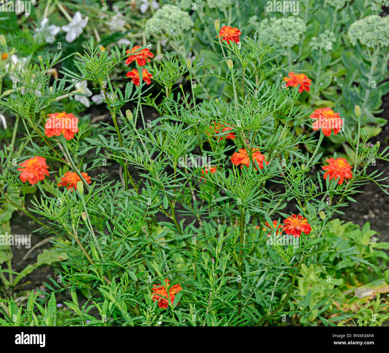 Orange Gerbera Blumen, mamas oder chrysanths, aus der Nähe. Stockfoto