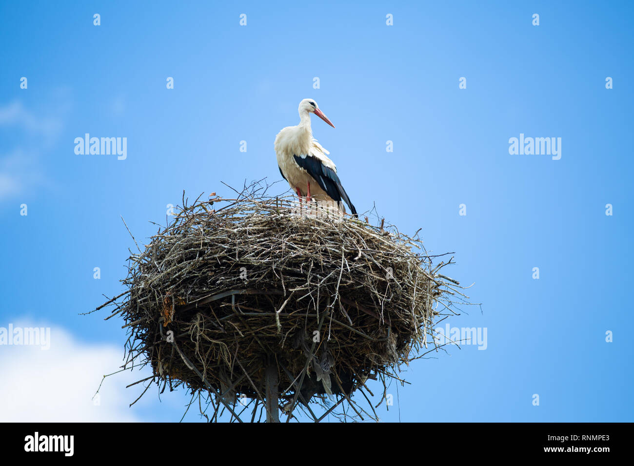 Storch im Nest auf dem Hintergrund des blauen Himmels Stockfoto