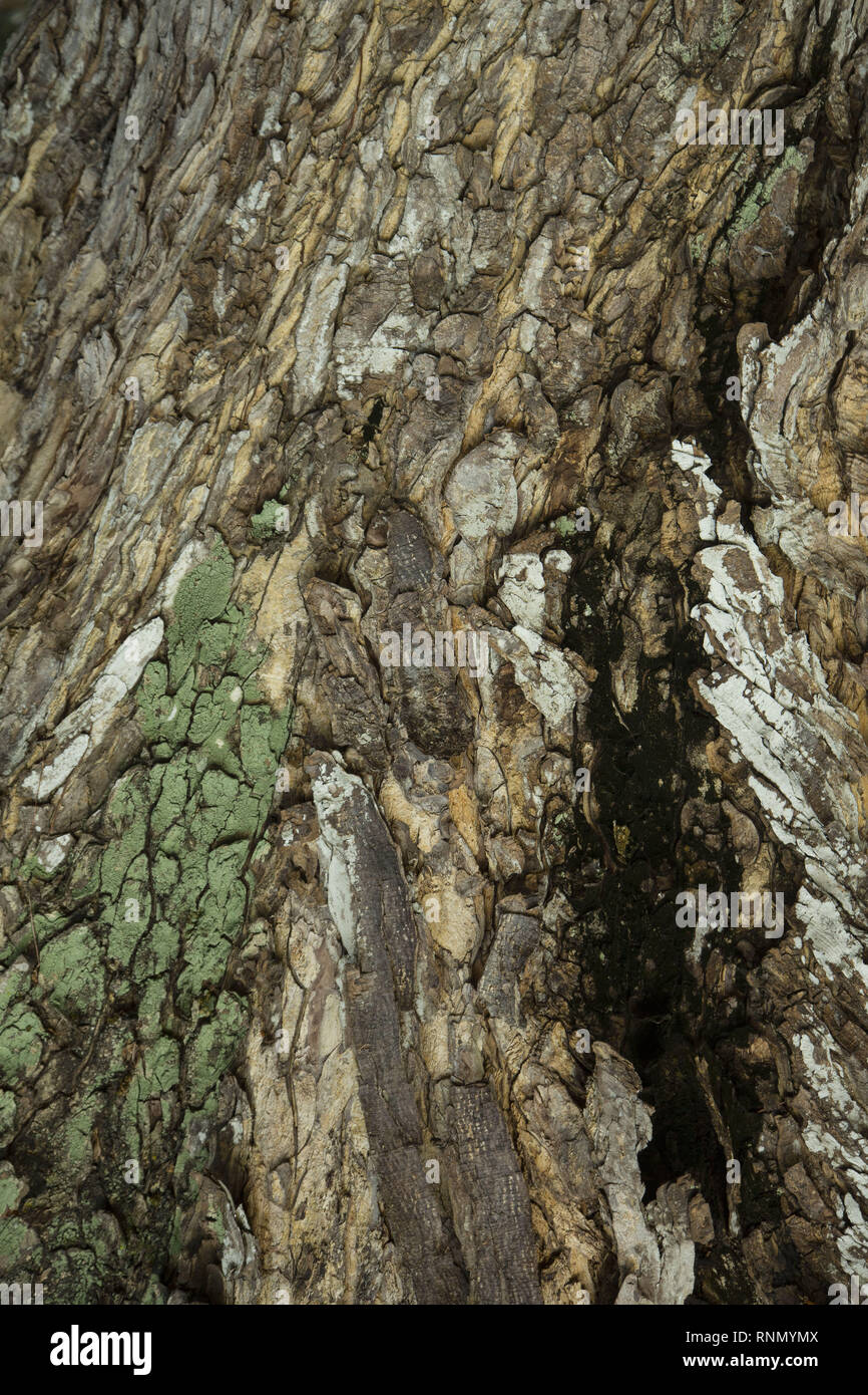 Oberfläche der Baum Stockfoto