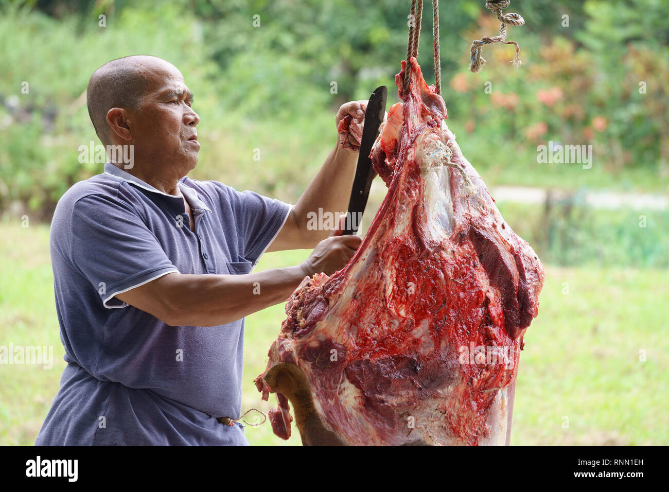 Kiulu Sabah Malaysia - Sep 24, 2015: Muslimische mann Metzger trimmen ein Büffel Kuh zu Muslimen in muss während der Eid Al-Adha Al Mubarak o verteilt werden Stockfoto