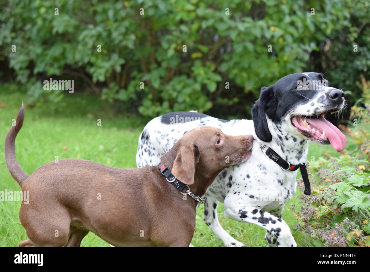 Zwei Spaniel Kreuze laufen und spielen in einer Familie Garten. Stockfoto