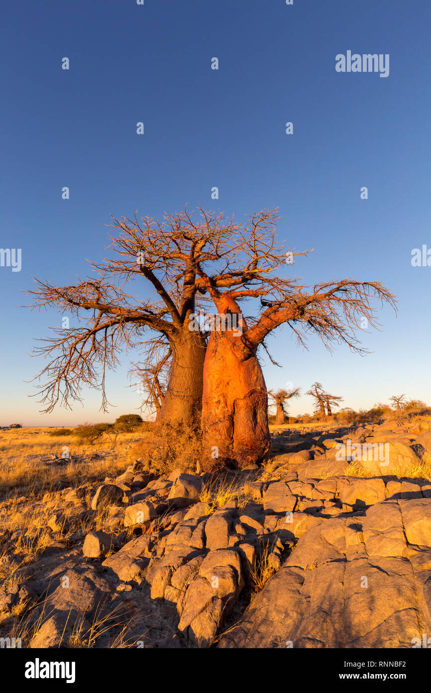 Baobab Bäumen in goldenen Morgenlicht. Stockfoto