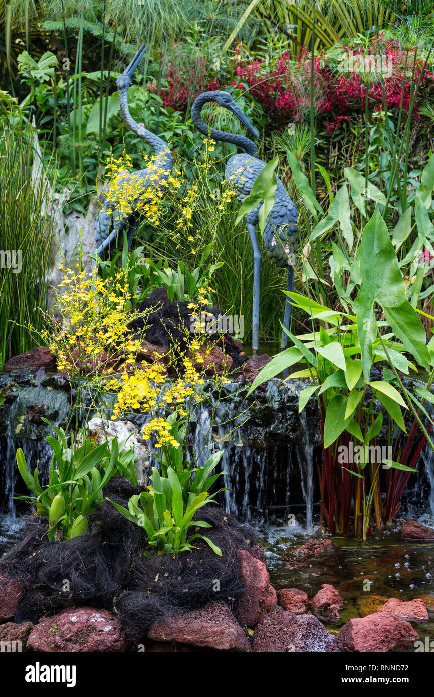 Singapur Botanischen Garten, National Orchid Garden Stockfoto