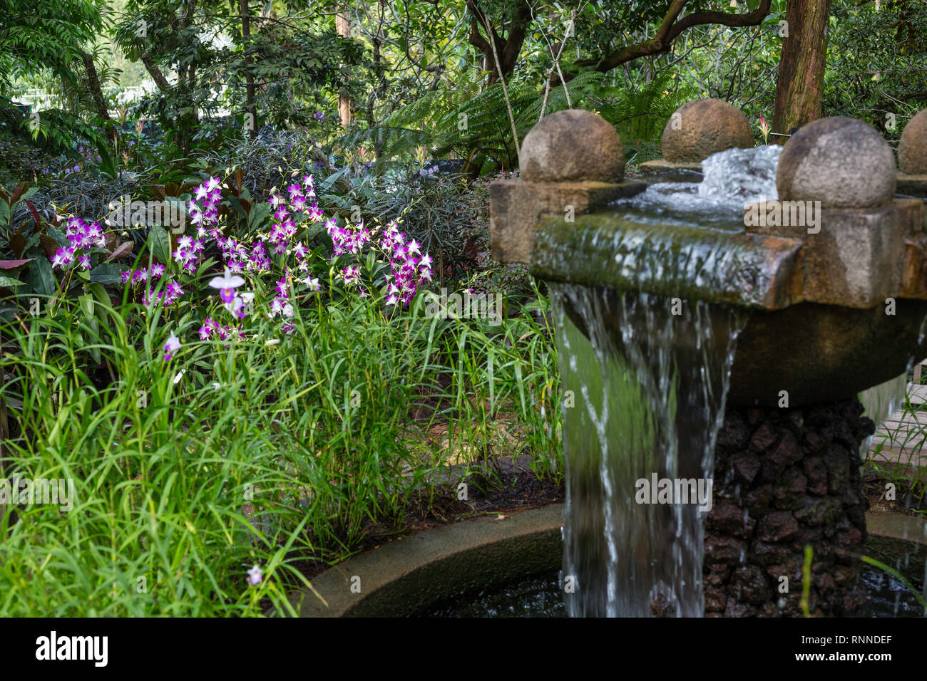 Singapur Botanischen Garten Brunnen Und Orchideen National