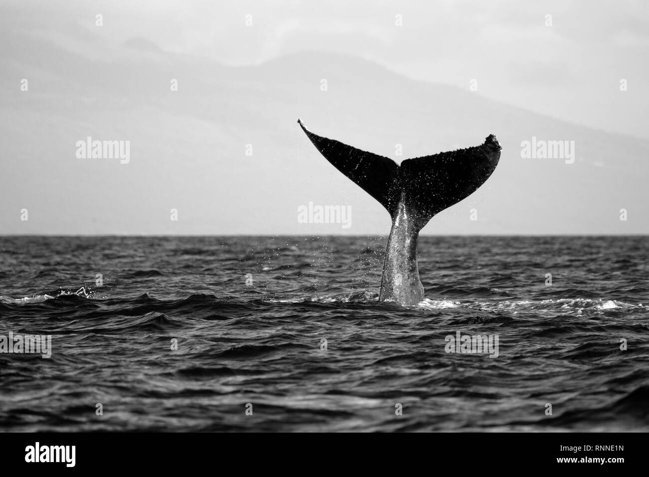 Whale tail Stockfoto