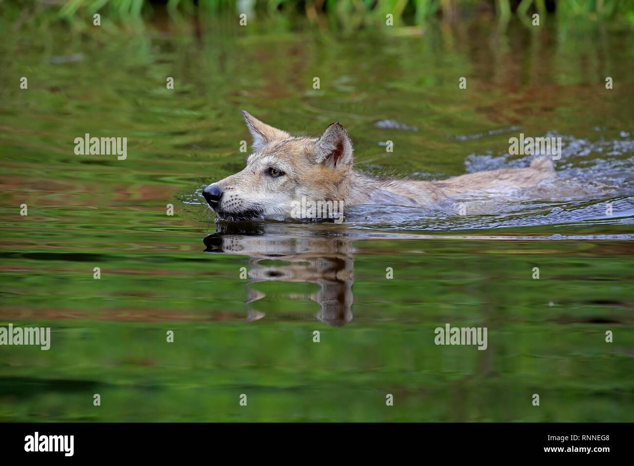 Grauer Wolf (Canis lupus), junge Tier schwimmen im Wasser, Pine County, Minnesota, USA Stockfoto