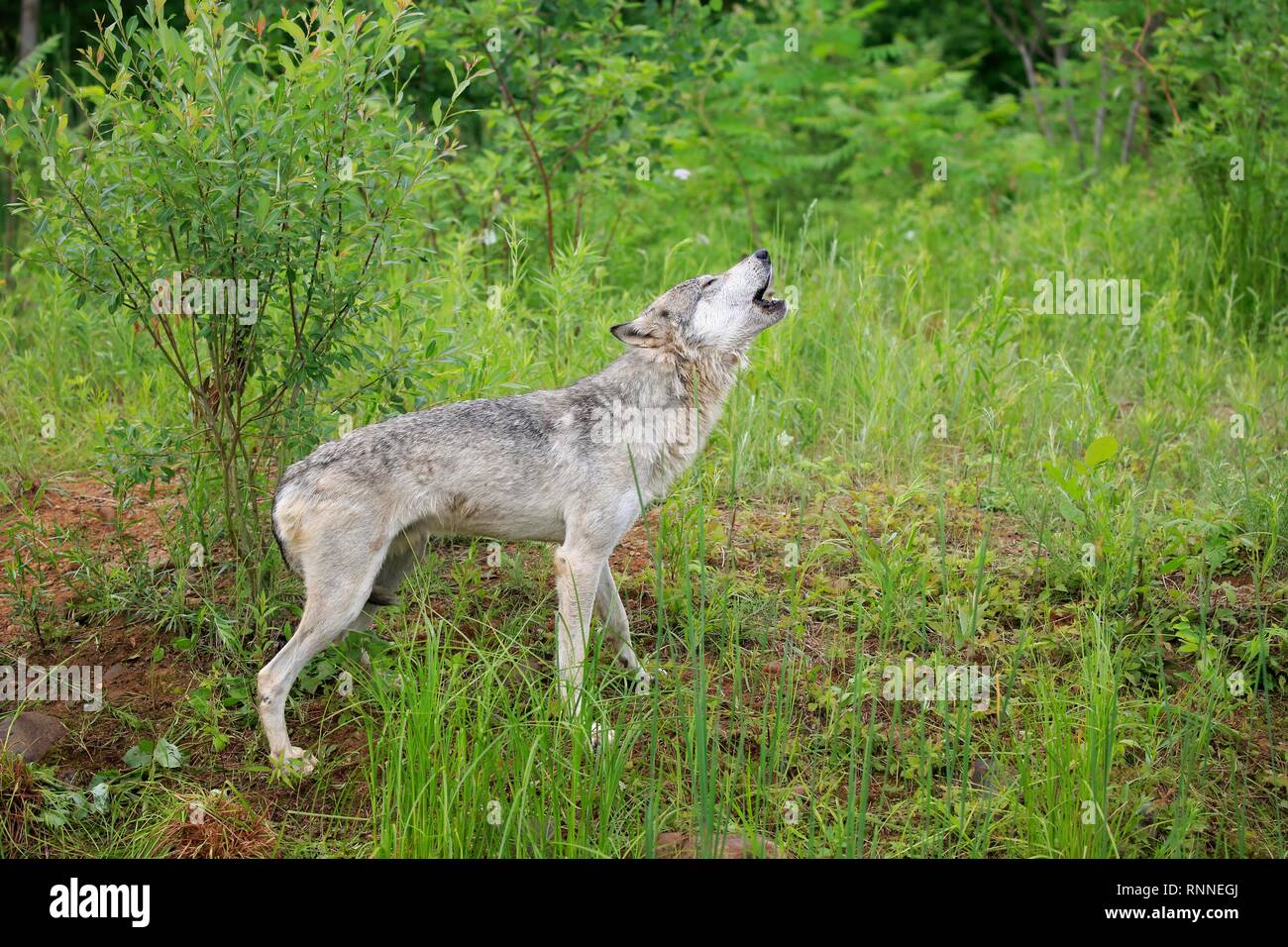 Grauer Wolf (Canis lupus), Erwachsener, heulen in der Wiese, Pine County, Minnesota, USA Stockfoto