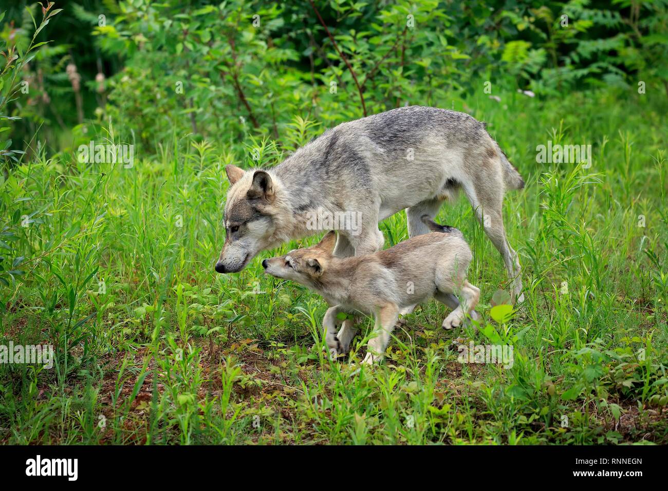 Graue Wölfe (Canis lupus), Erwachsene mit jungen Tier auf einer Wiese, soziales Verhalten, Pine County, Minnesota, USA Stockfoto