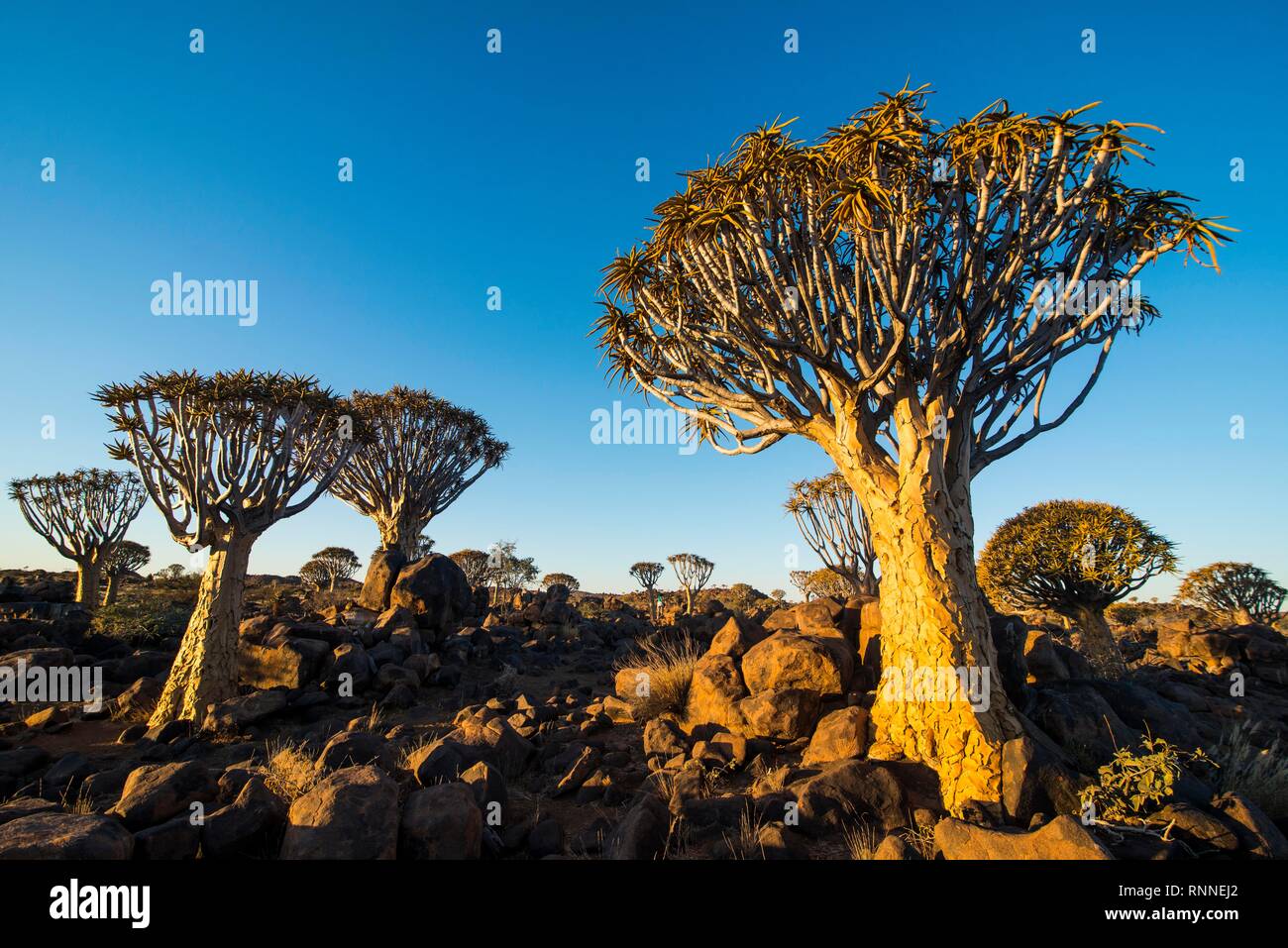 Köcherbaumwald (Aloe dichotoma) im Abendlicht, Ketmanshoop, Namibia Stockfoto