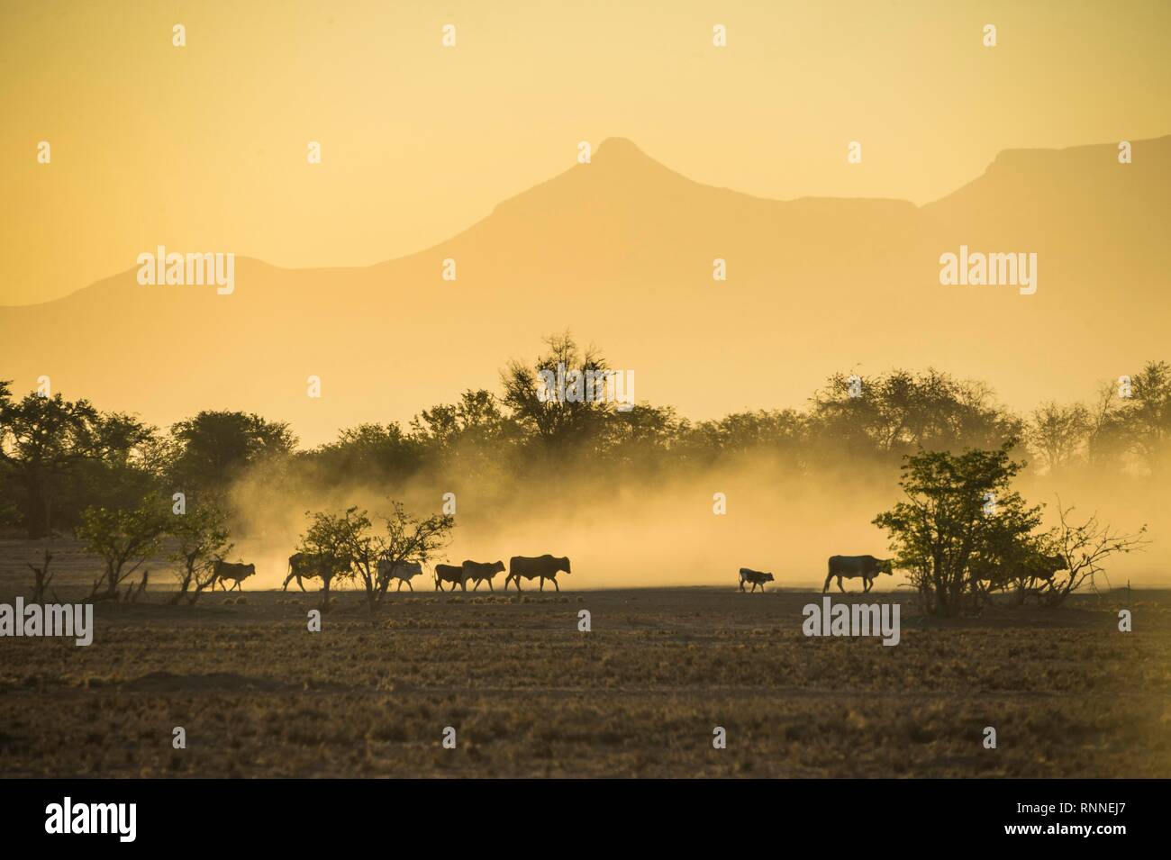 Silhouetten von Vieh, Herde wandern in staubigen Savanne bei Sonnenuntergang, Damaraland, Namibia Stockfoto