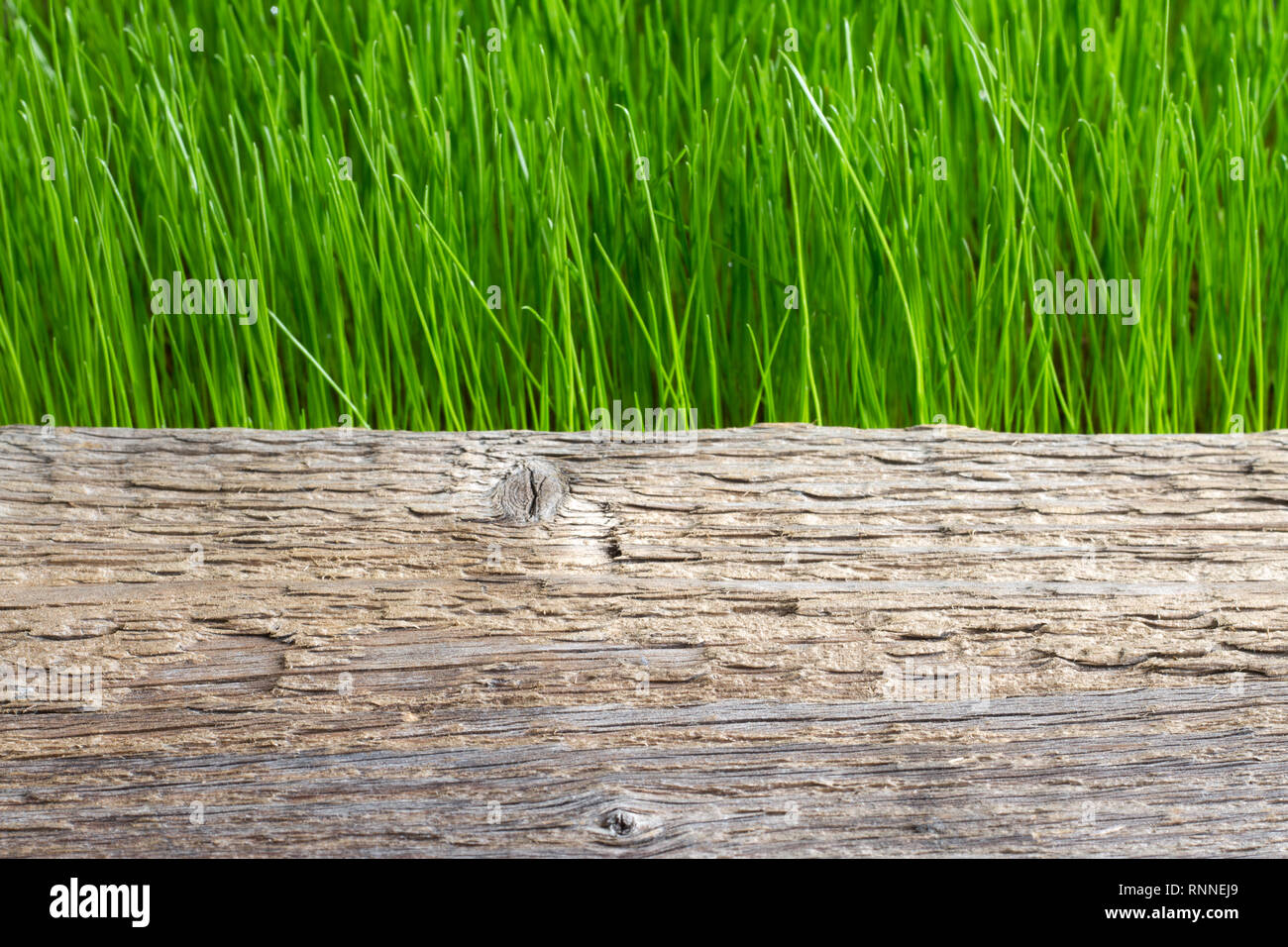 Grünes Gras und Holzbrett abstrakte Frühling Hintergrund Stockfoto