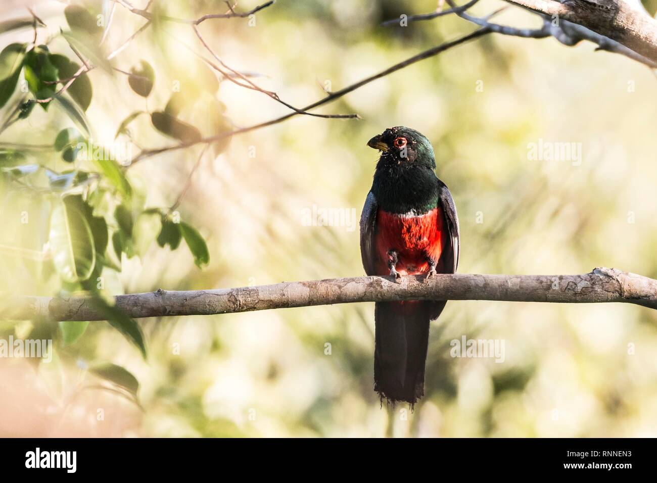 Schwarz-tailed Trogon (trogon Melanurus) sitzen auf Zweig, Regenwald, Bolivien Stockfoto