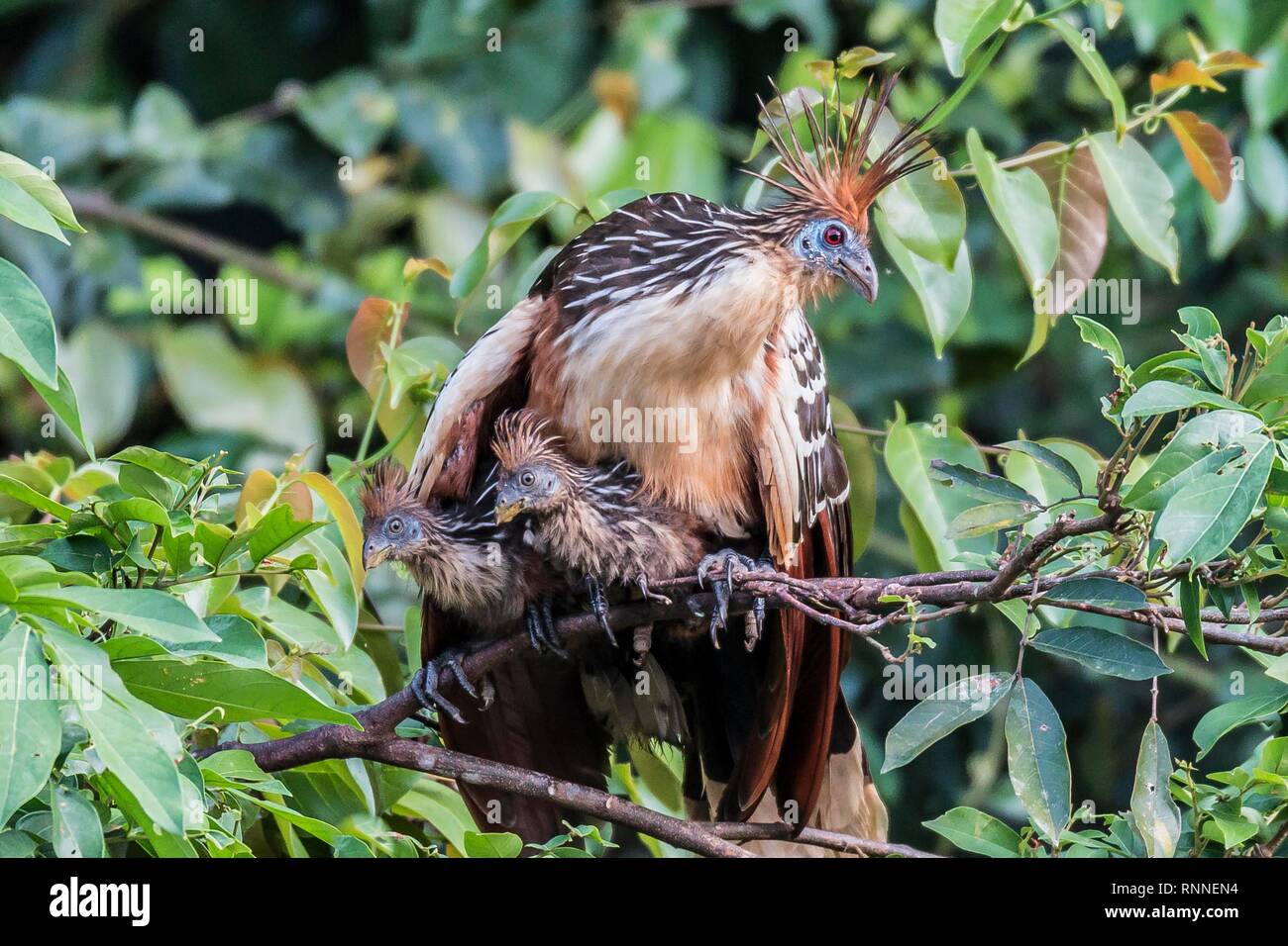 Hoatzin (Opisthocomus hoazin), sitzt mit zwei Küken in einen Baum, Regenwald an Oxbow-Lake, Peru Stockfoto