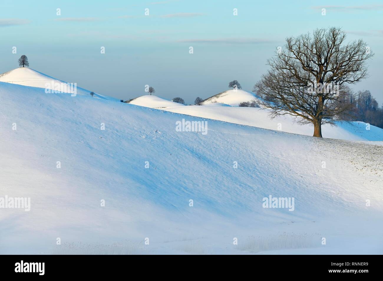 Verschneite Moränenlandschaft, mit Linden (Tilia) auf Hügeln, Hirzel, Kanton Zürich, Schweiz Stockfoto