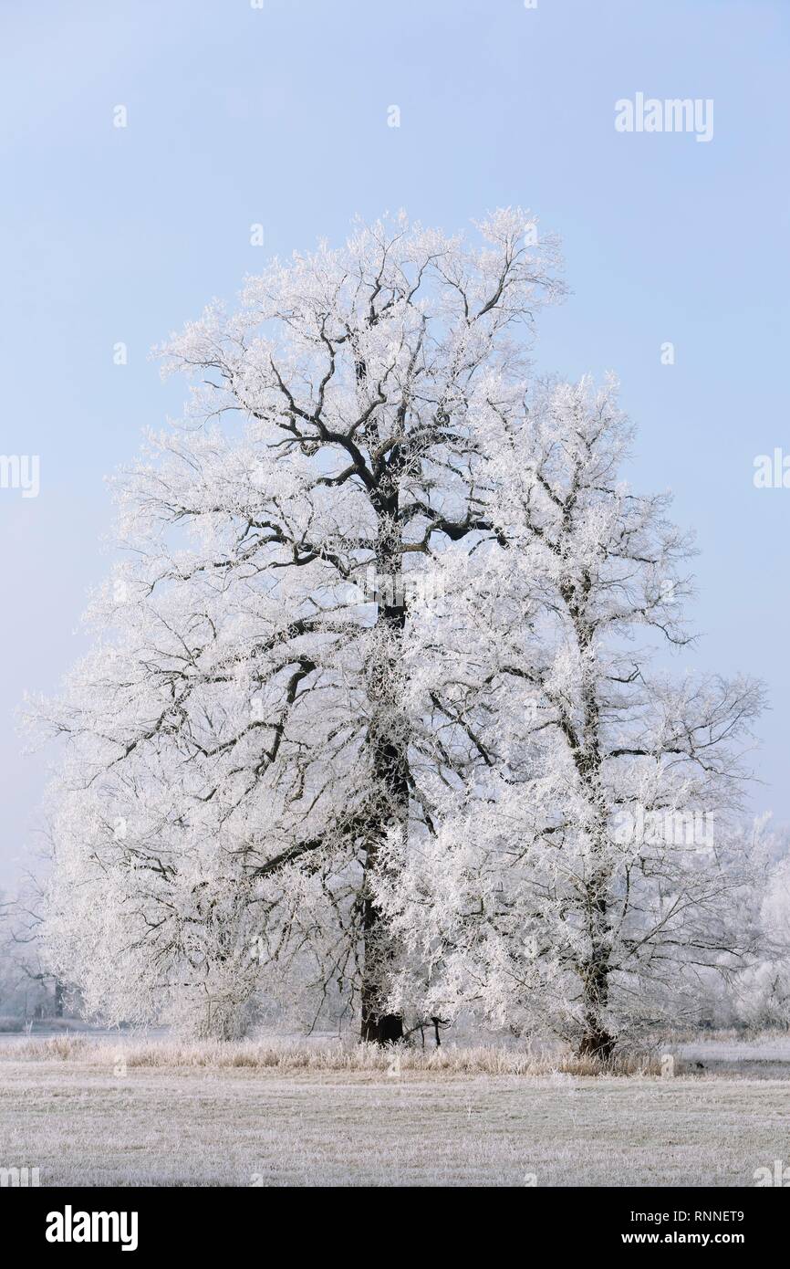 Winter in der Elbaue, Eichen bedeckt mit Rauhreif, Biosphärenreservat Mittlere Elbe, Sachsen-Anhalt, Deutschland Stockfoto