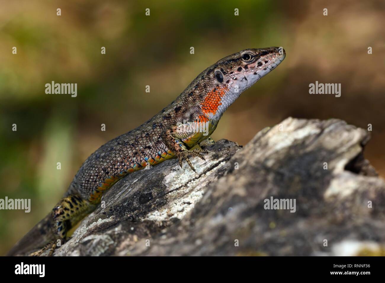 Blue-throated gekielt Lizard (Algyroides nigropunctatus), Weibchen, Korfu, Griechenland Stockfoto