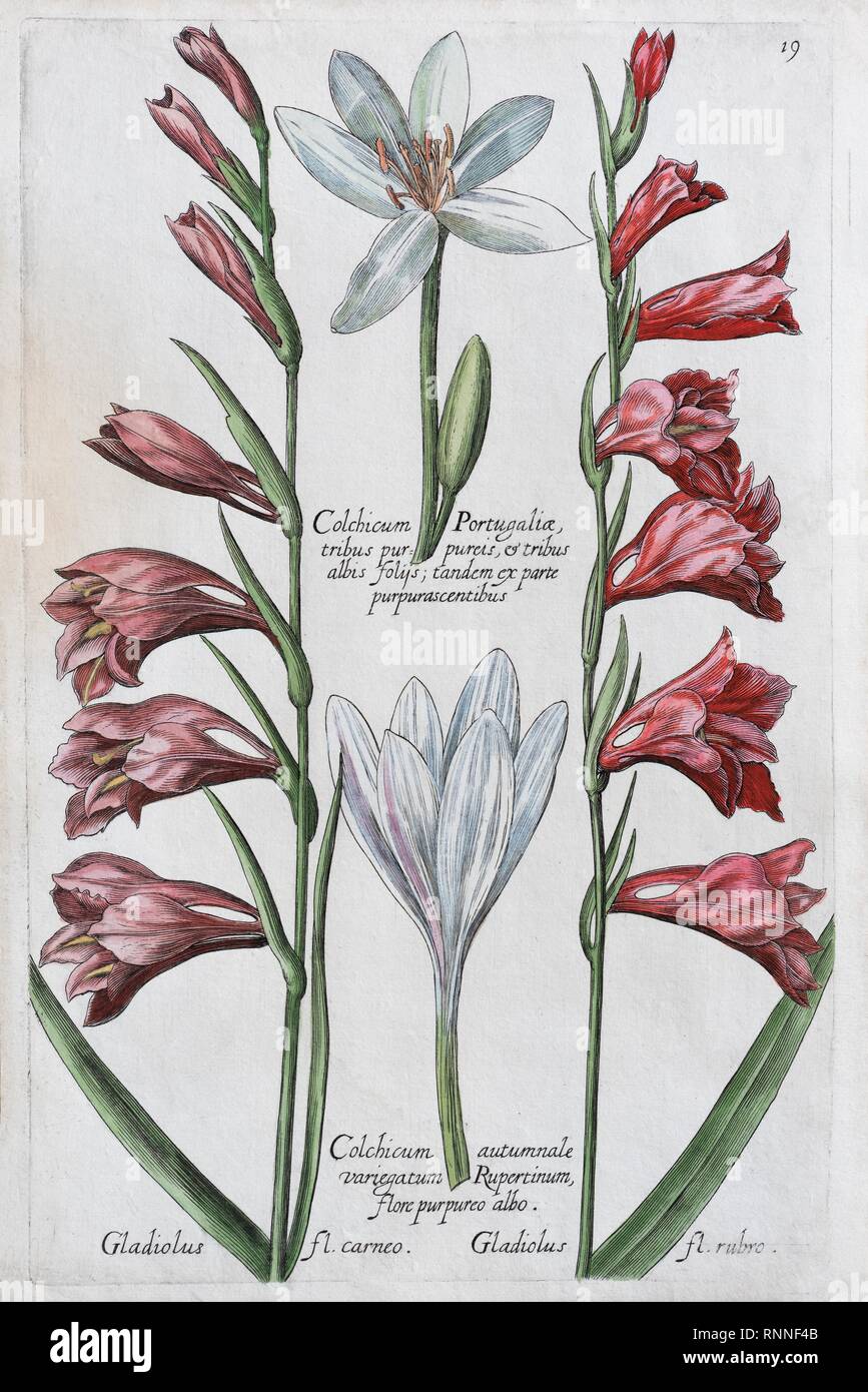 Safran Krokus (Crocus sativus), handcolorierte Kupferstich, Johann Theodor de Bry, von florilegium Novum, 1611, Deutschland Stockfoto