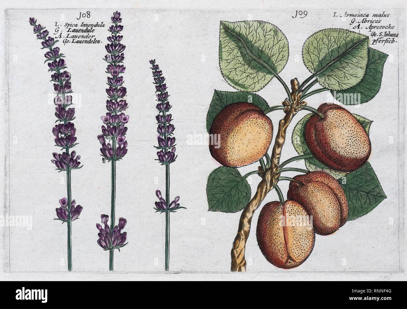Lavendel (Lavandula) und Aprikose (Prunus Armeniaca), Handcolorierte Kupferstich aus dem Hortus Floridus Stockfoto