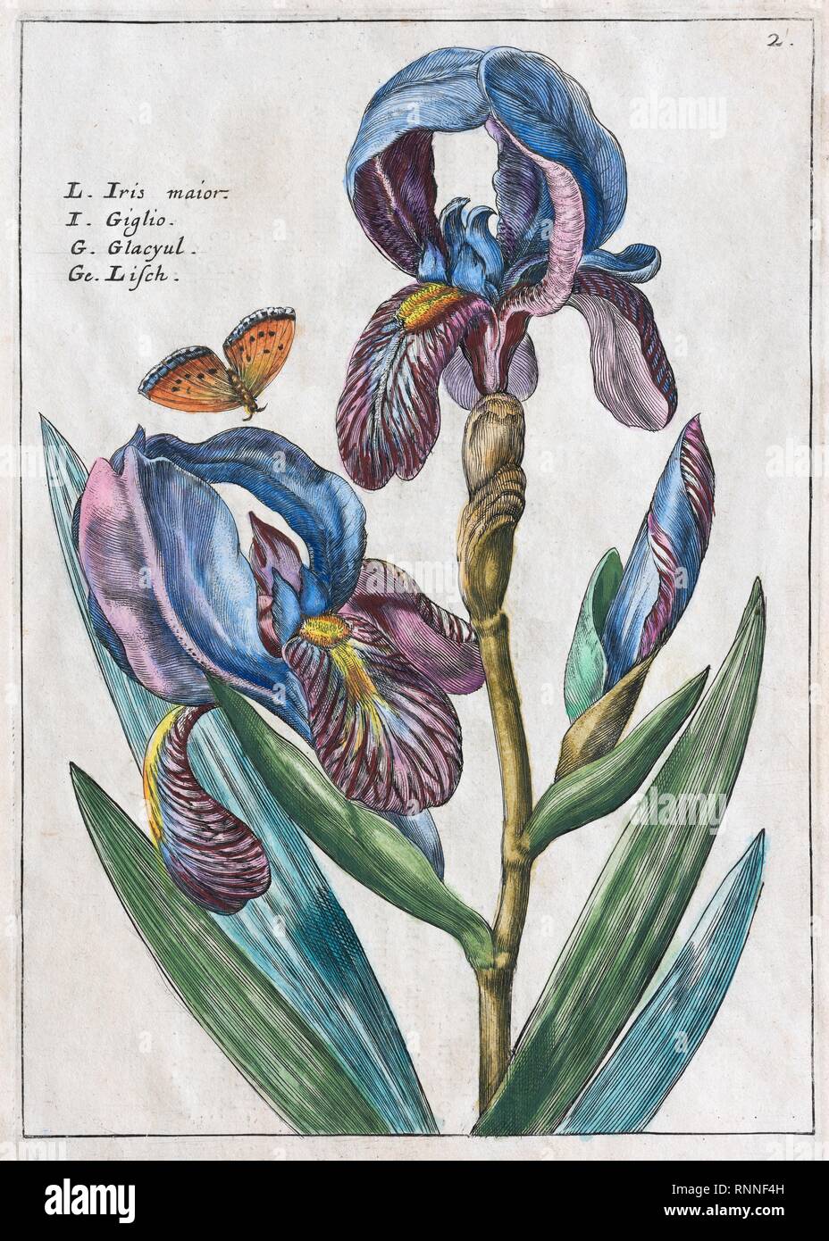 Schwertlilien (Iris), Hand Kupfer farbige Gravur aus dem Hortus Floridus, Crispyn van de Passé, 1614, Deutschland Stockfoto