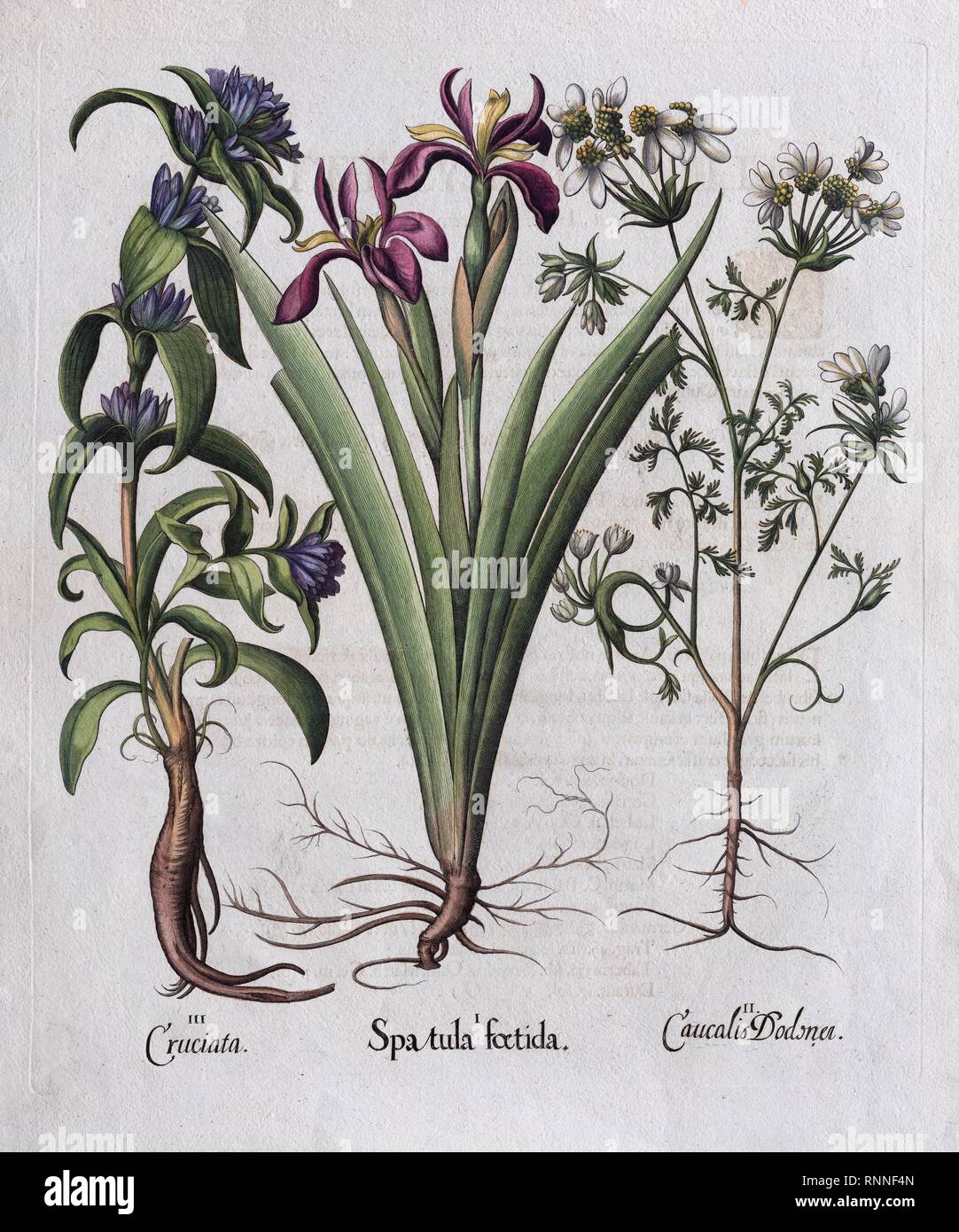 Stinking Iris (Spachtel foetida), Kupfer farbige Kupferstich von Basilius Besler, von Hortus Eystettensis, 1613, Deutschland Stockfoto
