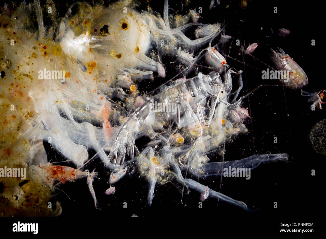 Plankton sample von meeresbiologen an Bord die ozeanographische Forschung Kreuzfahrt in den Südatlantik gesammelt. Stockfoto