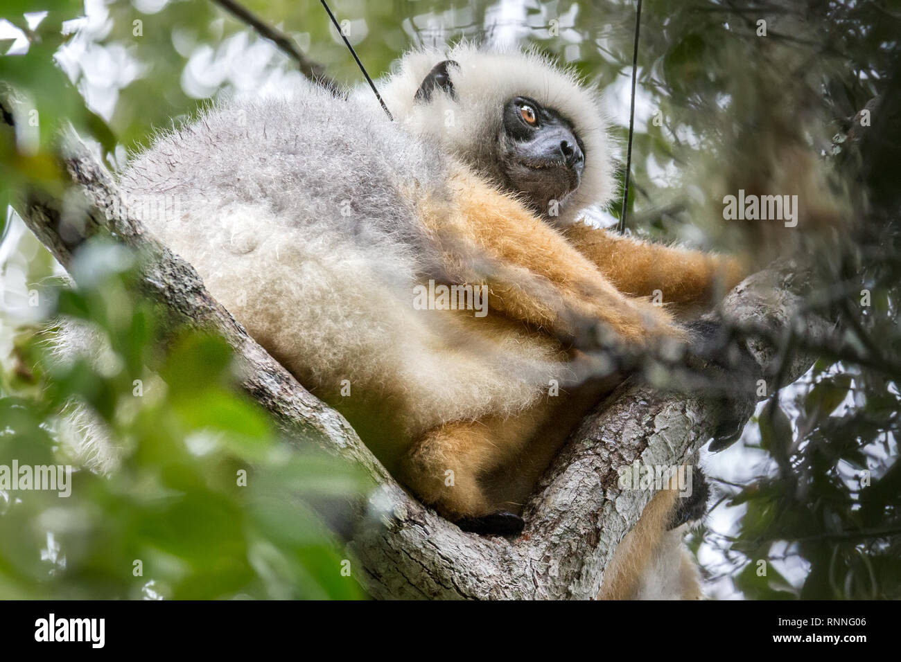 Diademed Sifaka aka diademed Simpona, (Propithecus diadema) Lemur mit Tracker, Tonga Soa finden, Andasibe-Mantadia Nationalpark, Madagaskar in der Stockfoto