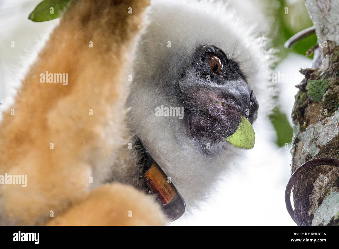 Diademed Sifaka aka diademed Simpona, (Propithecus diadema) Lemur mit Tracker, Tonga Soa finden, Andasibe-Mantadia Nationalpark, Madagaskar in der Stockfoto