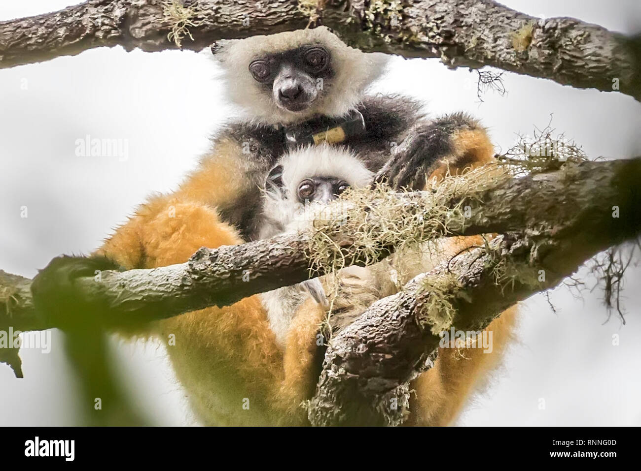 Diademed Sifaka aka diademed Simpona, (Propithecus diadema) Lemur mit Tracker, Mutter & Baby, Tonga Soa finden, Andasibe-Mantadia Nationalpark, Mad Stockfoto