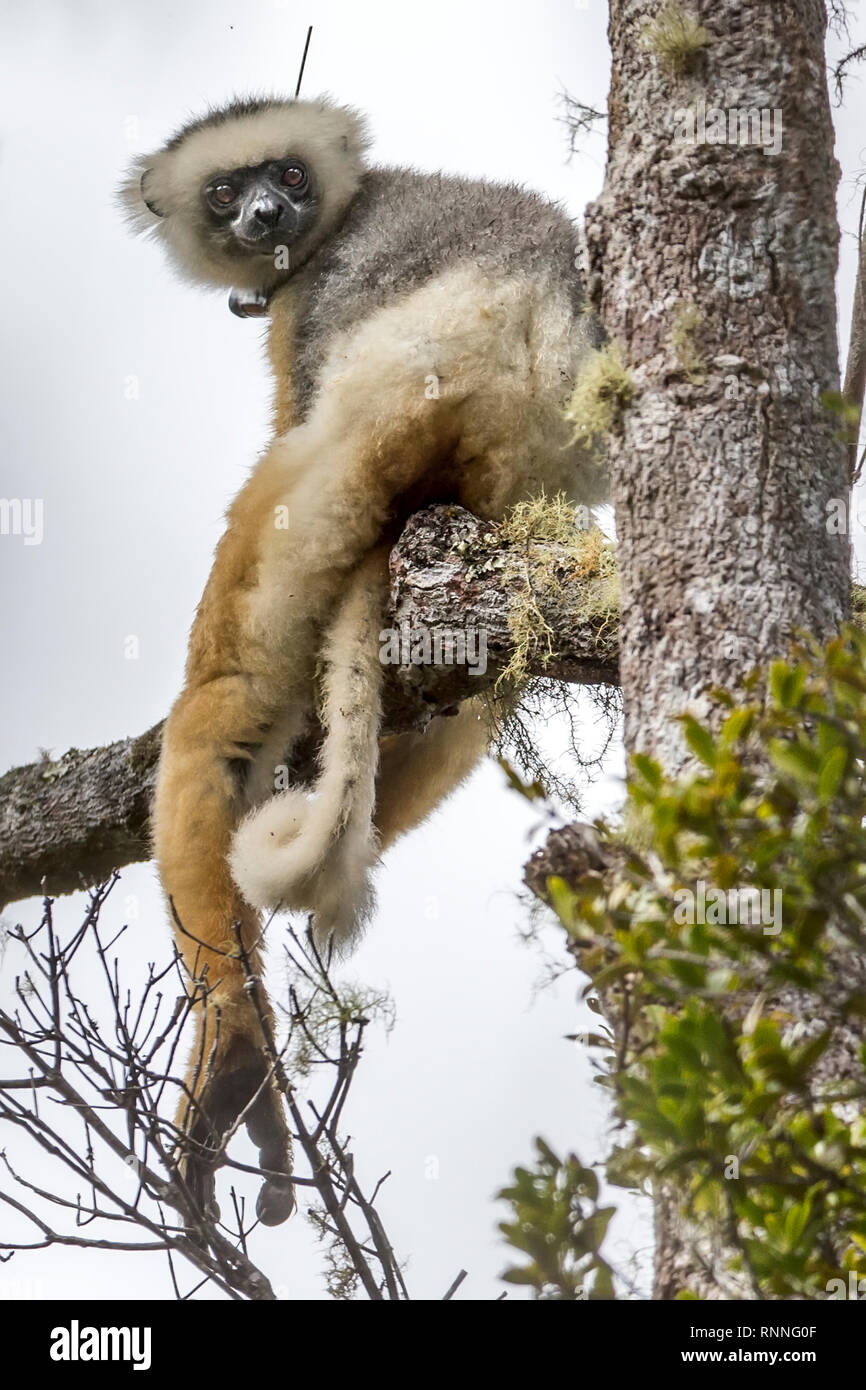 Diademed Sifaka aka diademed Simpona, (Propithecus diadema) Lemur mit Tracker, Tonga Soa finden, Andasibe-Mantadia Nationalpark, Madagaskar in der Stockfoto