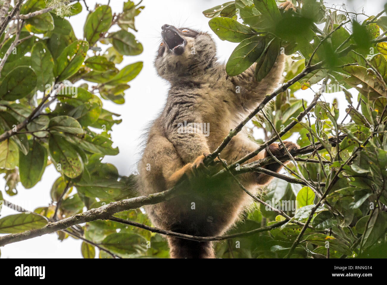 Gemeinsame Braun Lemur, Eulemur fulvus, Tonga Soa finden, Andasibe-Mantadia Nationalpark, Madagaskar, im Regen Stockfoto