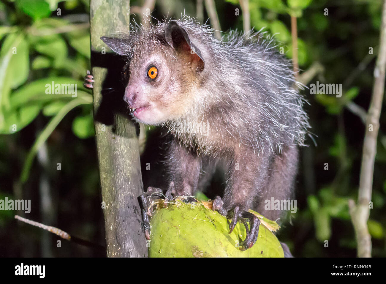 Aye-aye Lemur, Daubentonia madagascariensis, Vohibola finden in der Nacht, Essen/Trinken eine Kokosnuss links heraus, um sie anzuziehen, See, Pangalan Ampitabe Stockfoto