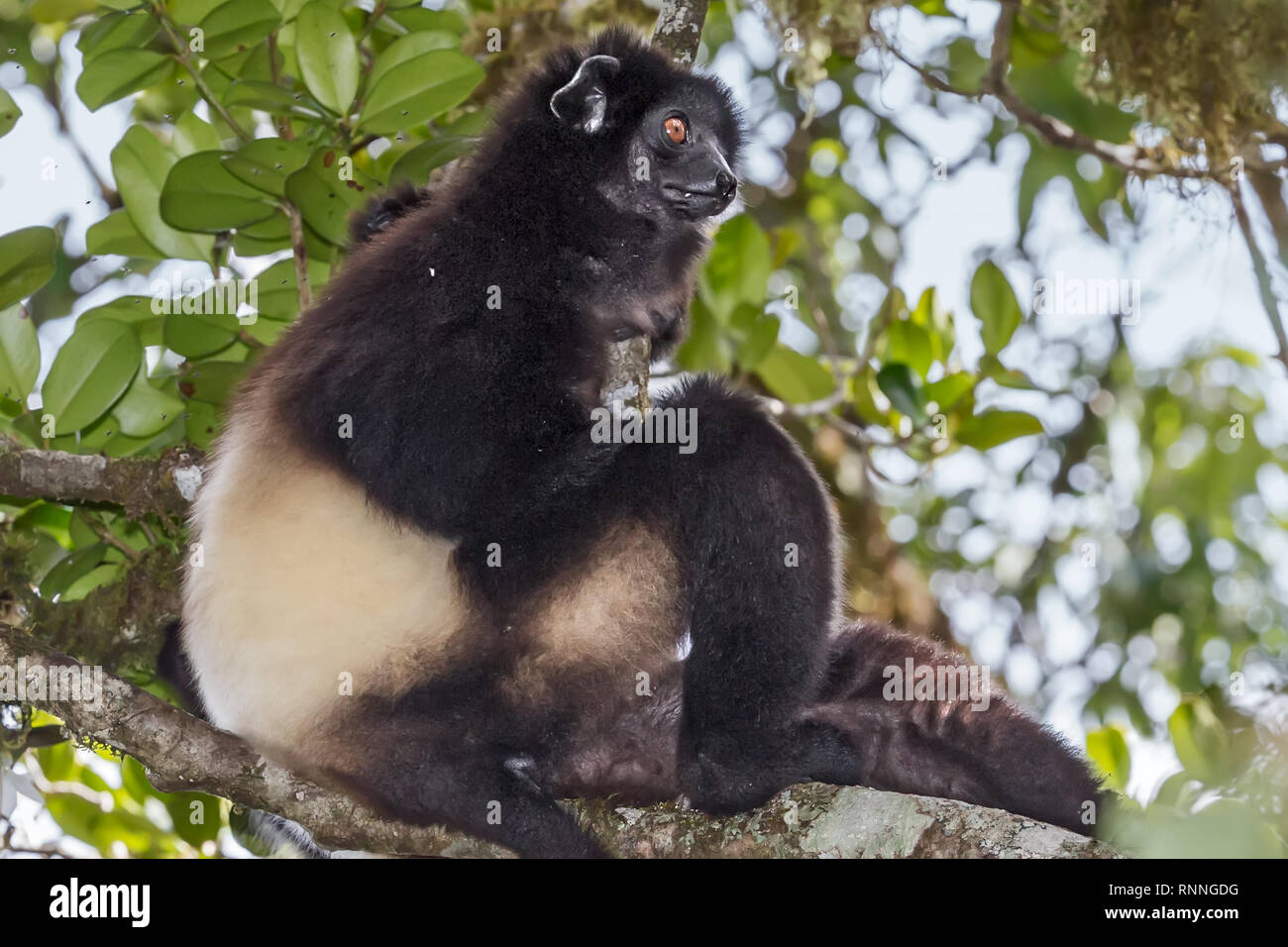 Der milne-edward Sifika, Lemur, Propithecus edwardsi, Ranomafana Nationalpark, Madagaskar Stockfoto