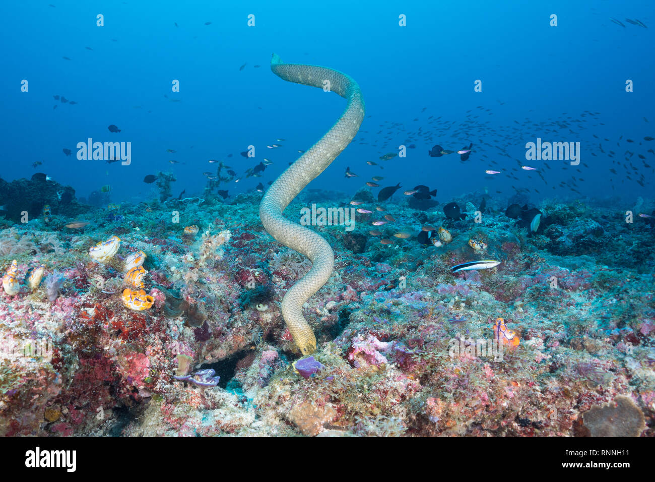 Olivenöl Seeschlange oder golden seasnake, Aipysurus laevis, auf der Jagd nach Beute in Spalten des Korallenriffs auf seamount, Kei (oder Kai) Inseln, Indonesien Stockfoto