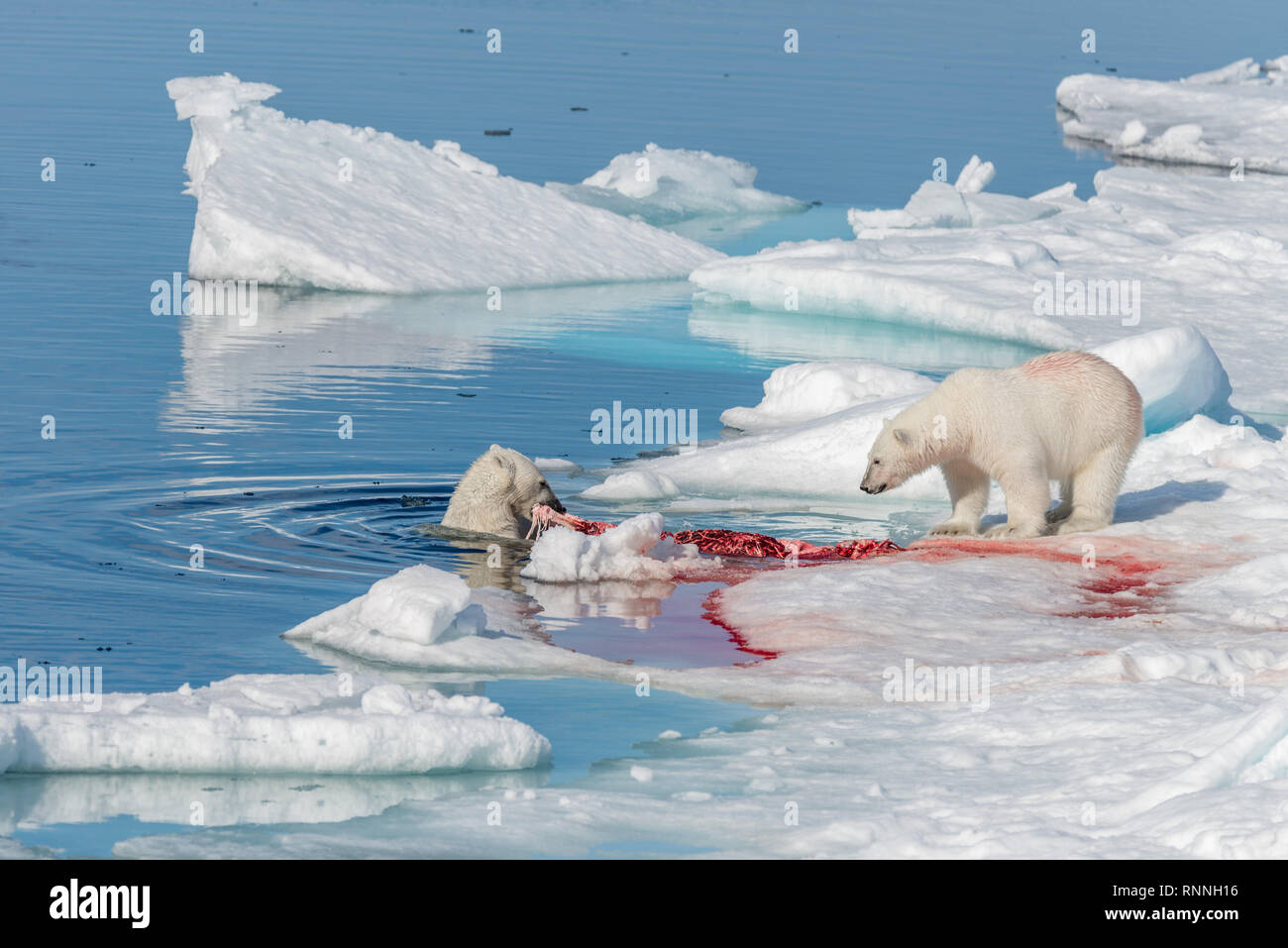Zwei wilde Eisbären Essen getötet Dichtung auf dem Packeis nördlich von Spitzbergen, Svalbard Stockfoto