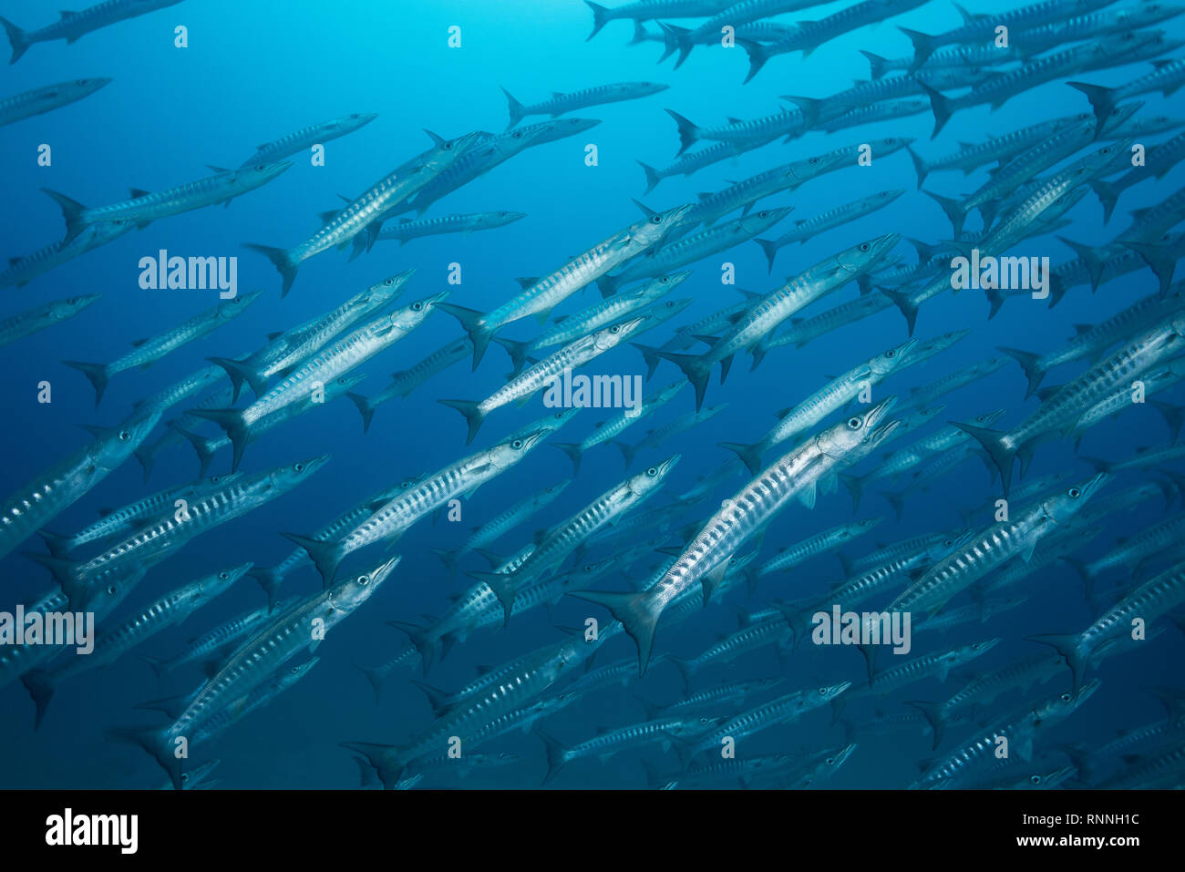 Schooling blackfin Barracuda, Sphyraena qenie, über seamount, Kei (oder Kai) Inseln, den Molukken, Indonesien, Banda See, im Südwesten des Pazifischen Ozeans Stockfoto