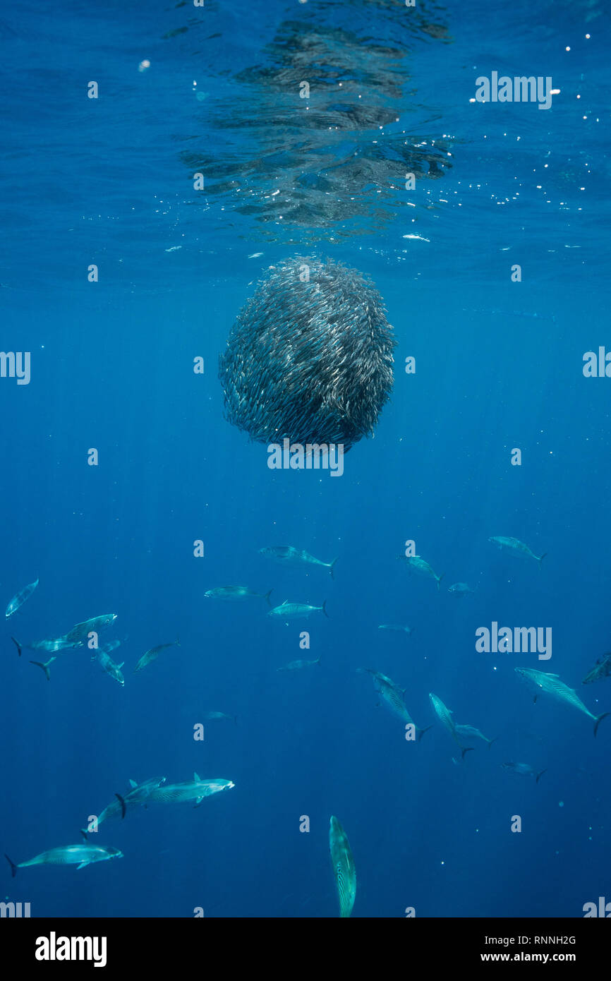 Köder ball Schulbildung Sardellen unter Beschuss von gestreiften Bonito, Sarda orientalis (kleiner Thunfisch); Fischschuppen reflektieren das Licht, Kei Islands, Indonesien Stockfoto