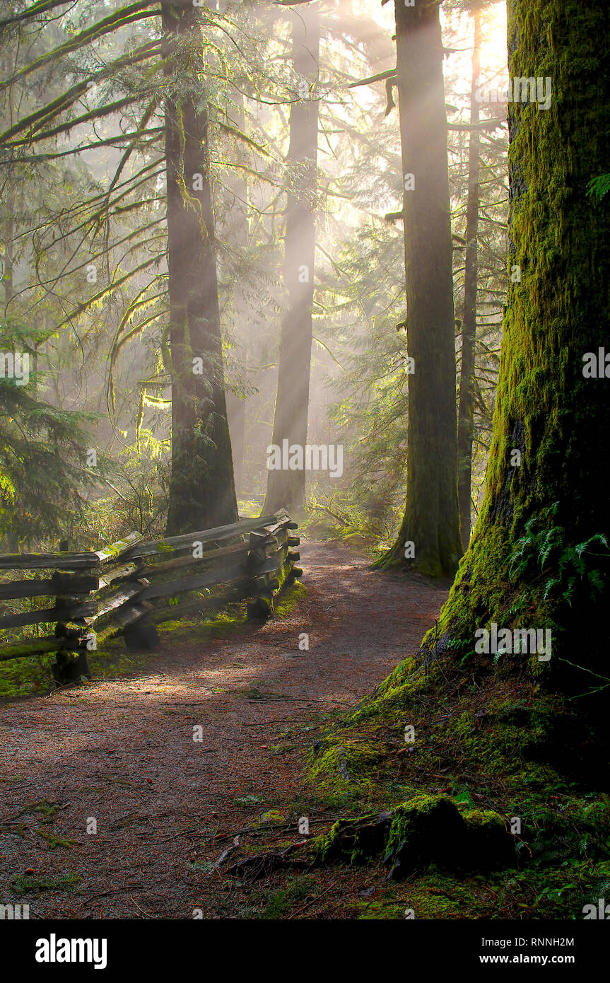 Cliff fällt Kanaka Creek Trail mit Sonnenstrahlen Filterung durch die immergrüne Bäume. Stockfoto