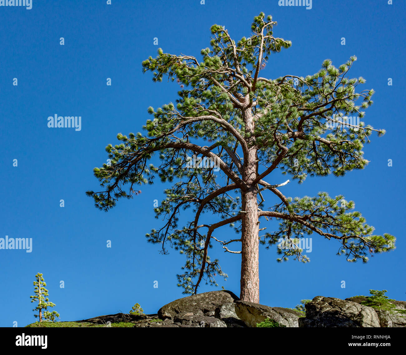 USA, Kalifornien, El Dorado County, Lake Tahoe Basin: Ausgestreckten Äste eines Jeffrey Pine (Pinus jefferyi) gegen ein strahlend blauer Himmel. Stockfoto