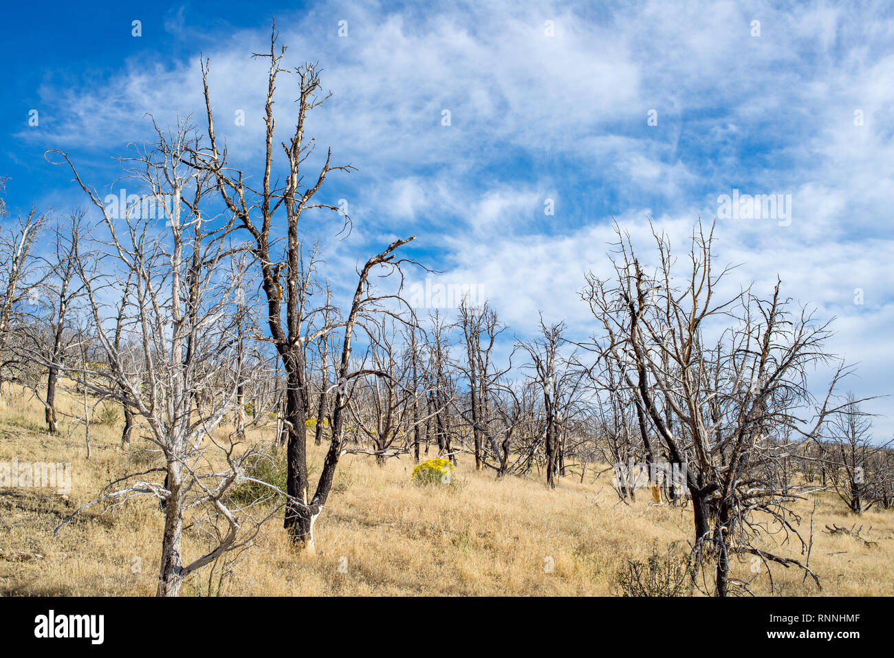 USA, Nevada, White Pine County. White Pine, Dom Feuer. Eine post-wildfire brannte Pinyon - Juniper Wald jetzt von der weedy invasive dominiert ein Stockfoto